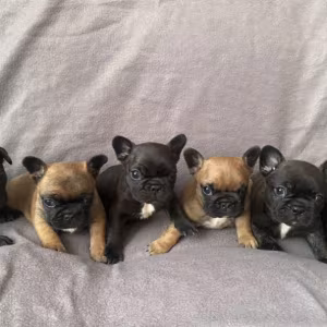 French Bulldog Puppies for Sale  The Number is Limited!