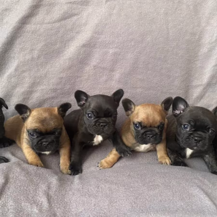 French Bulldog Puppies for Sale  The Number is Limited!