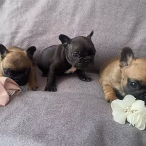 French Bulldog Puppies for Sale  The Number is Limited!
