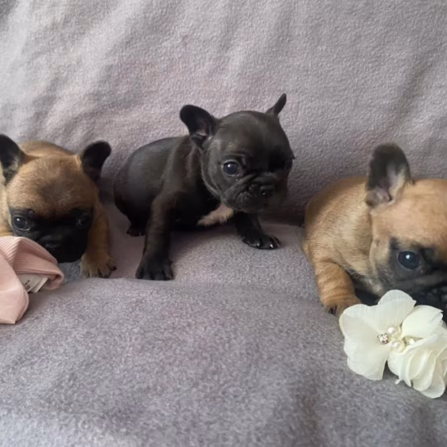 French Bulldog Puppies for Sale  The Number is Limited!