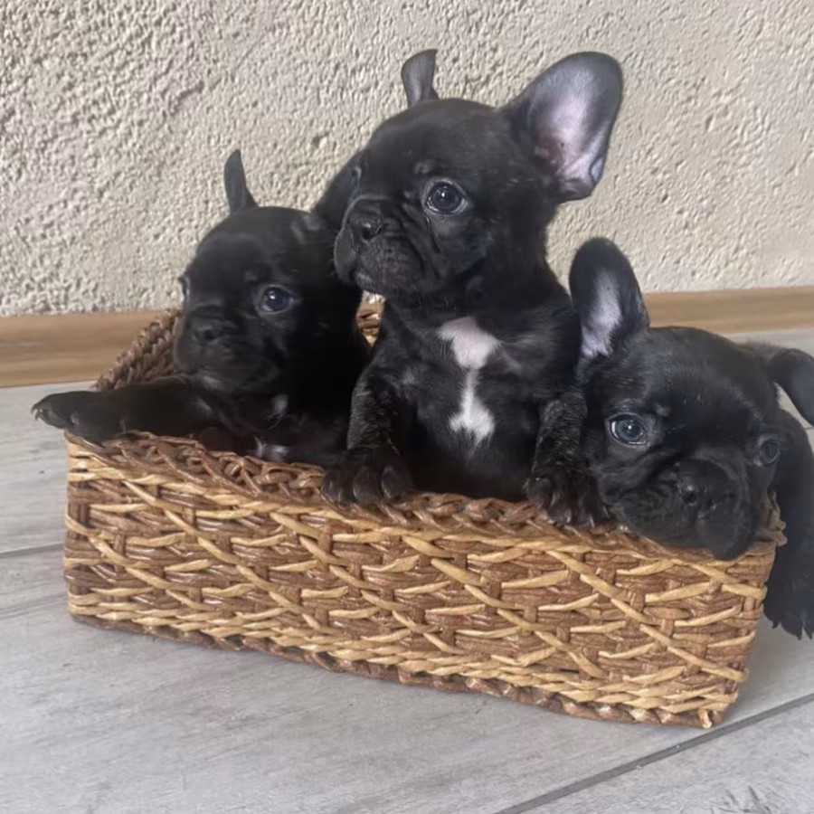 French Bulldog Puppies for Sale  The Number is Limited!