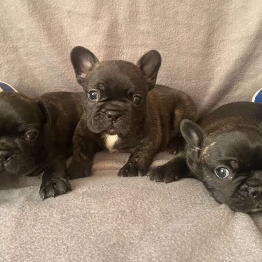 French Bulldog Puppies for Sale  The Number is Limited!
