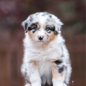 Adorable Australian Shepherd Puppies for Sale!