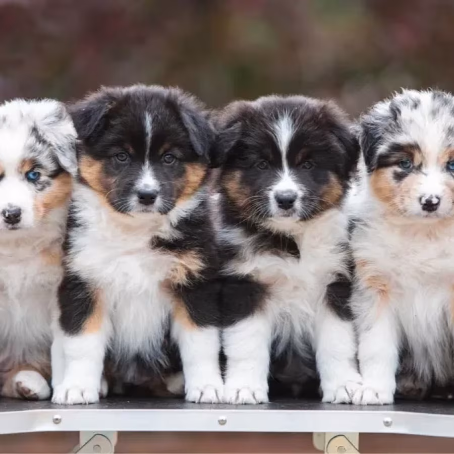 Adorable Australian Shepherd Puppies for Sale!