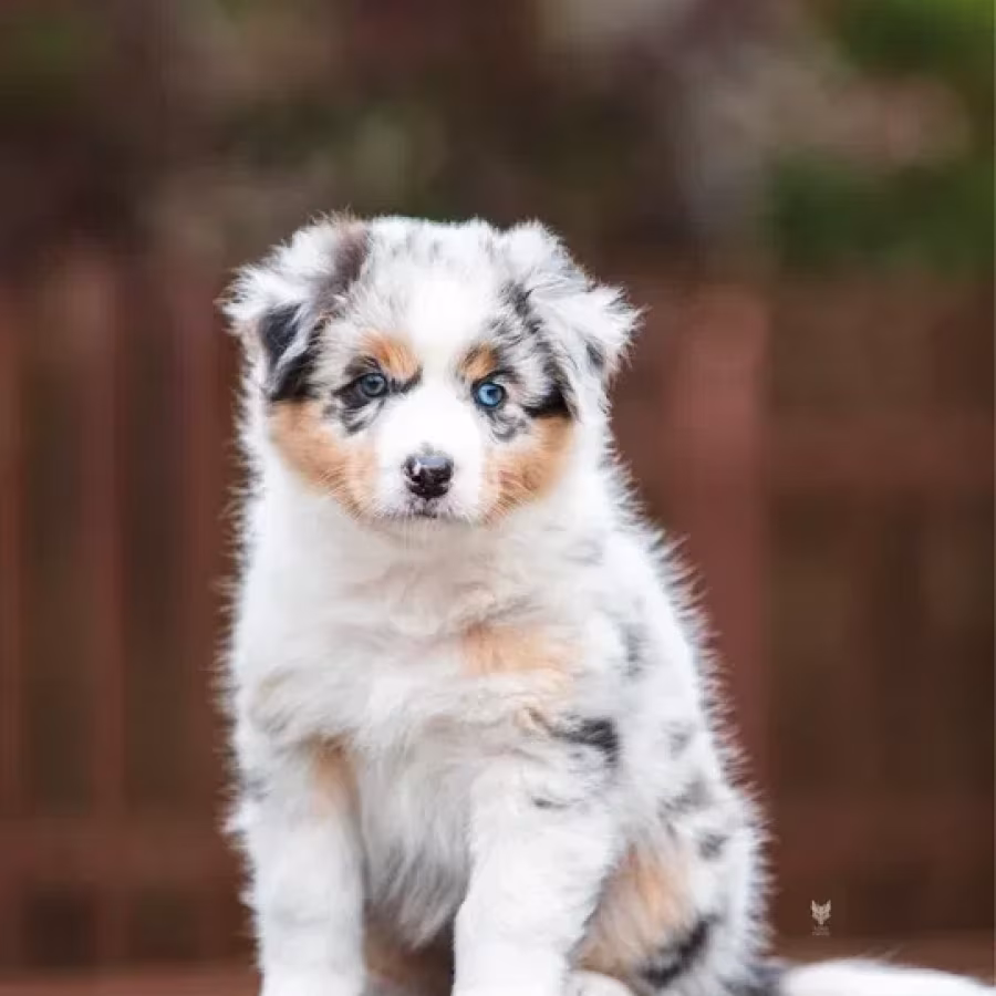 Adorable Australian Shepherd Puppies for Sale!