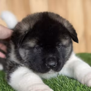 Akita Puppies Looking for a Home in Detroit, Michigan (MI)