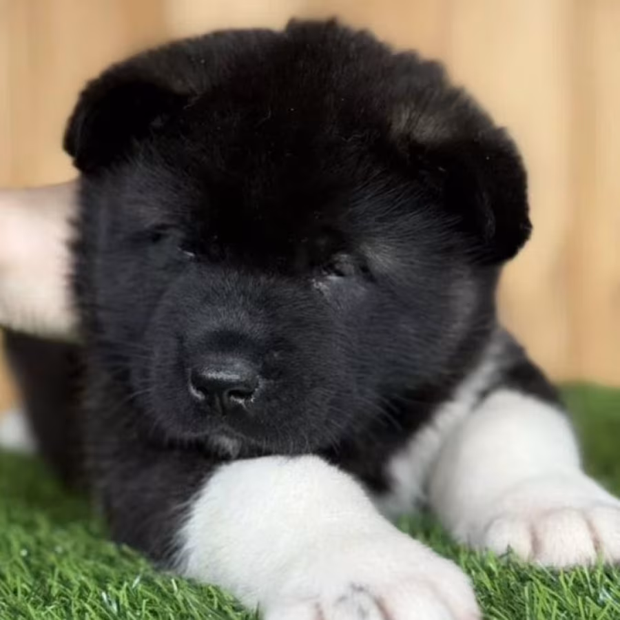 Akita Puppies Looking for a Home in Detroit, Michigan (MI)