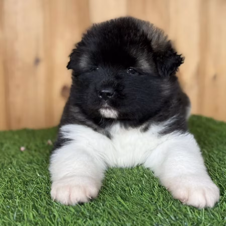 Akita Puppies Looking for a Home in Detroit, Michigan (MI)