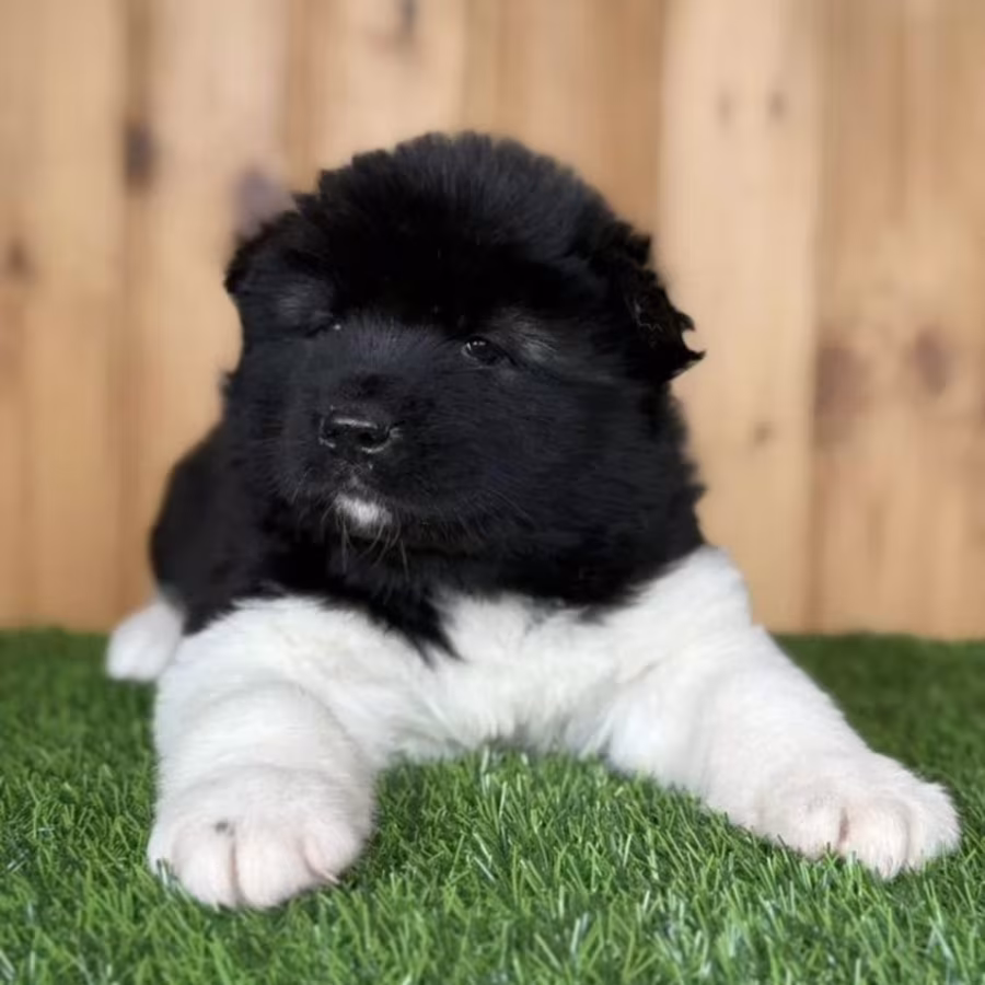 Akita Puppies Looking for a Home in Detroit, Michigan (MI)