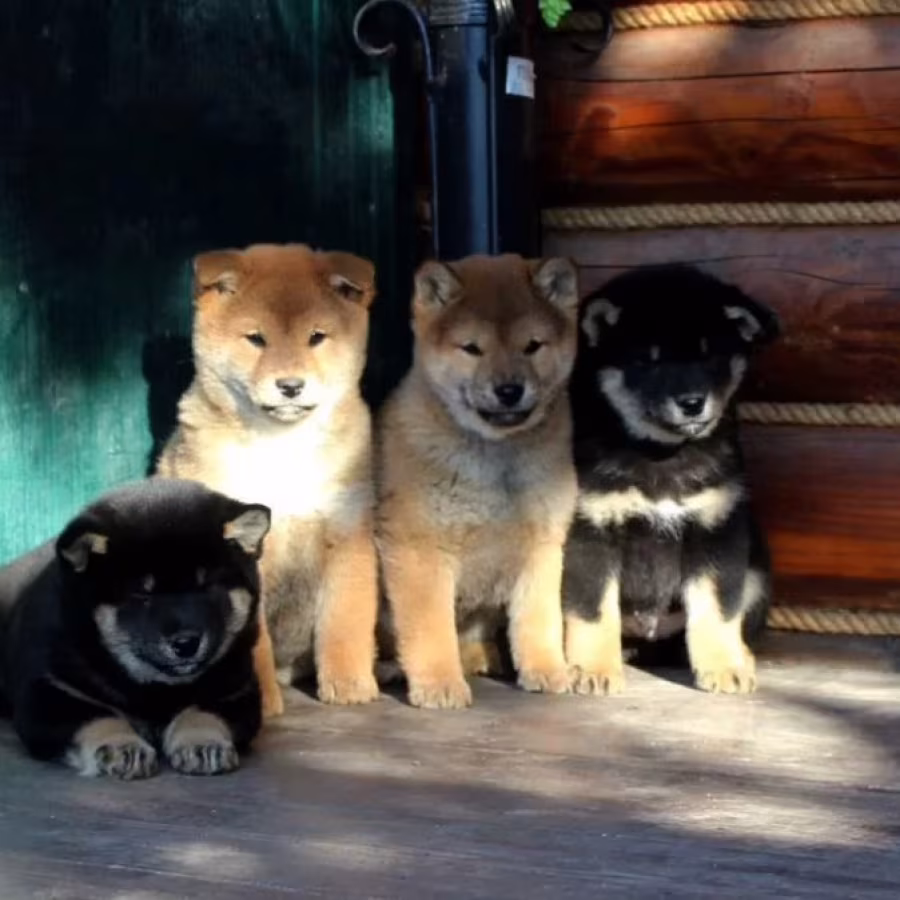 Three Akita Inu Puppies Available in Dallas, Texas (TX)