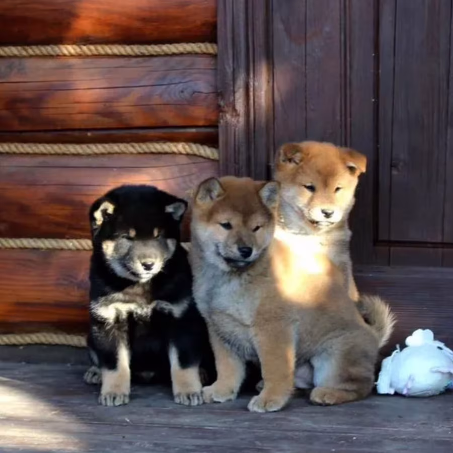 Three Akita Inu Puppies Available in Dallas, Texas (TX)