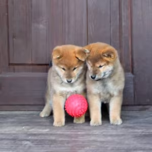 Three Akita Inu Puppies Available in Dallas, Texas (TX)