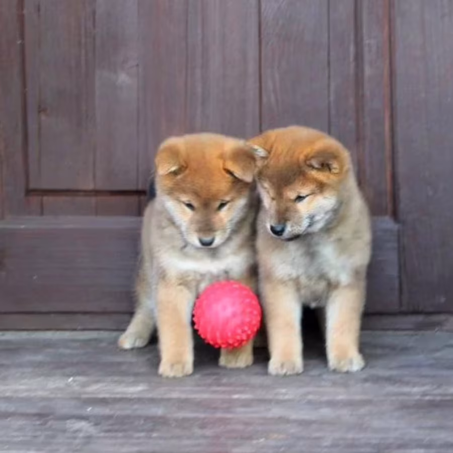 Three Akita Inu Puppies Available in Dallas, Texas (TX)