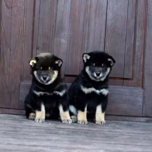 Three Akita Inu Puppies Available in Dallas, Texas (TX)