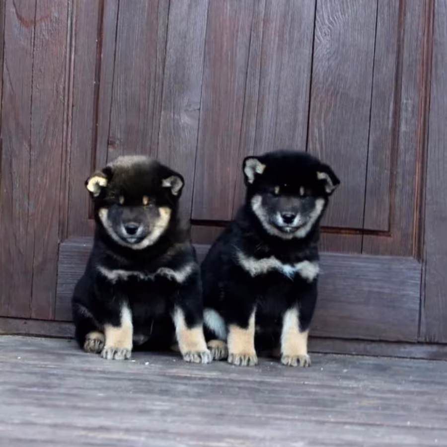 Three Akita Inu Puppies Available in Dallas, Texas (TX)