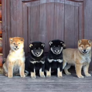 Three Akita Inu Puppies Available in Dallas, Texas (TX)
