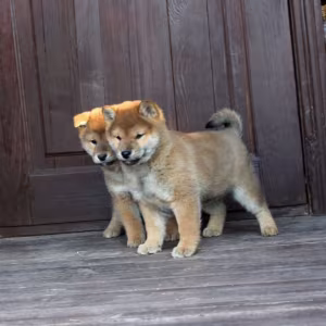 Three Akita Inu Puppies Available in Dallas, Texas (TX)