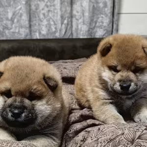 Two Female Akita Puppies for Sale in New York, New York (NY)