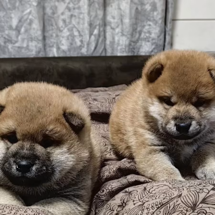 Two Female Akita Puppies for Sale in New York, New York (NY)