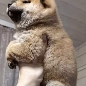 Two Female Akita Puppies for Sale in New York, New York (NY)