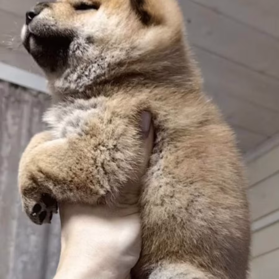 Two Female Akita Puppies for Sale in New York, New York (NY)