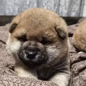 Two Female Akita Puppies for Sale in New York, New York (NY)
