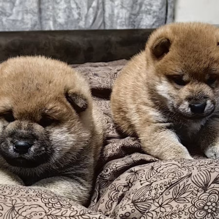Two Female Akita Puppies for Sale in New York, New York (NY)