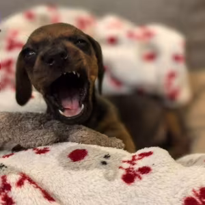 Female Dachshund Puppy Looking for a Home in Pennsylvania (PA)