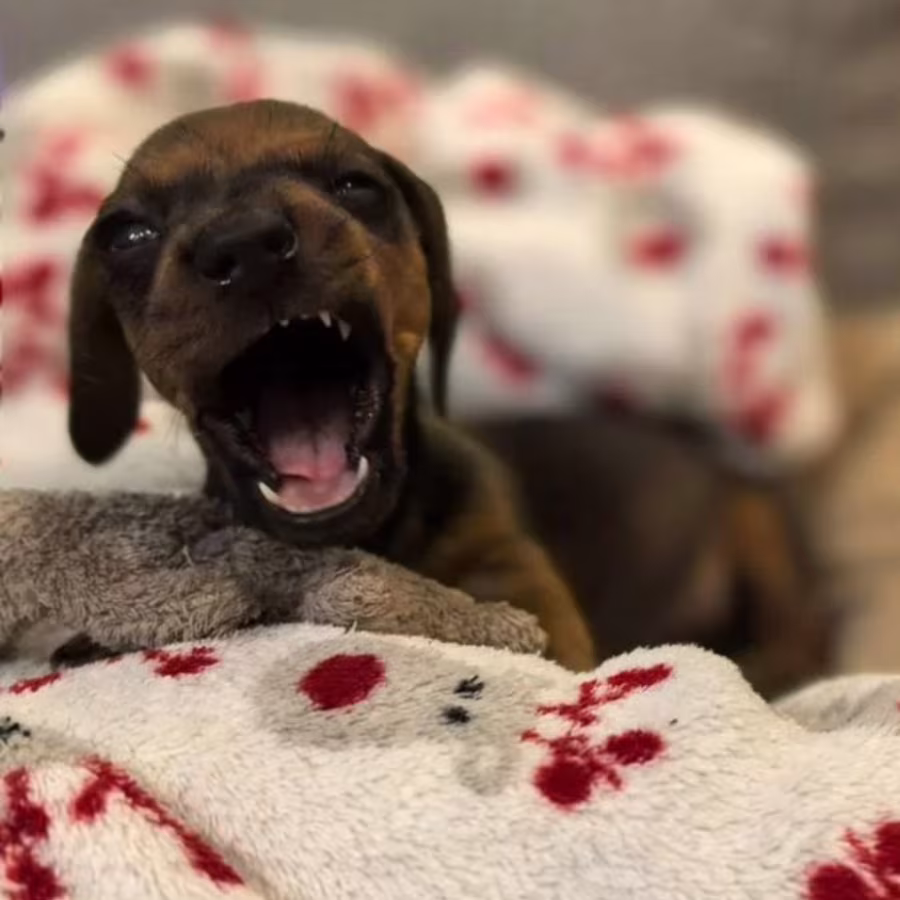 Female Dachshund Puppy Looking for a Home in Pennsylvania (PA)