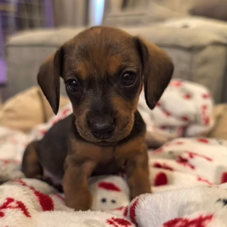 Female Dachshund Puppy Looking for a Home in Pennsylvania (PA)