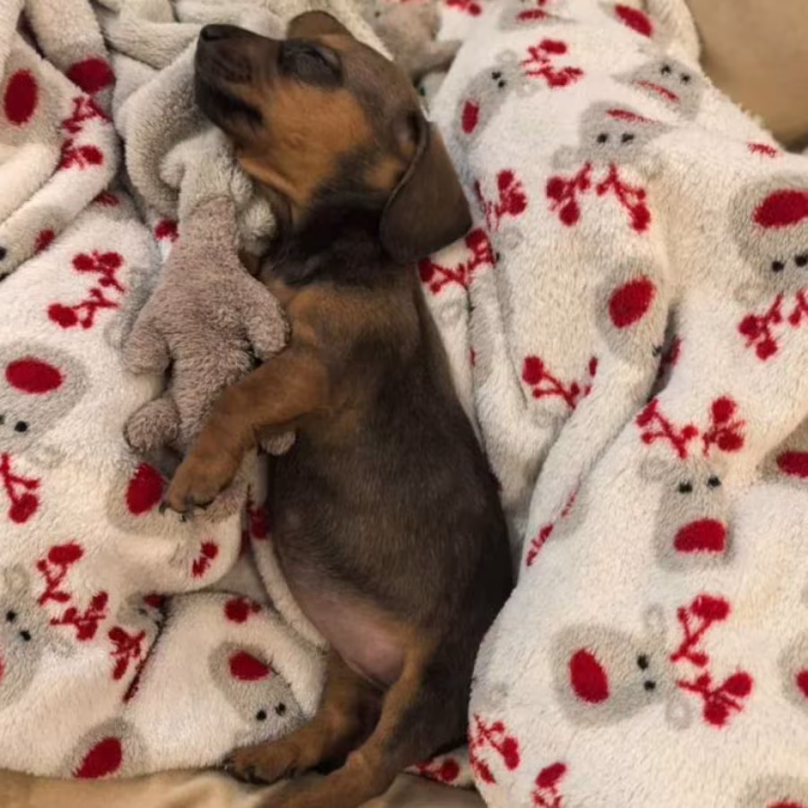 Female Dachshund Puppy Looking for a Home in Pennsylvania (PA)