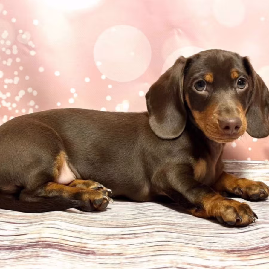 Male Dachshund Puppy for Sale, 12 Weeks Old, Texas (TX)
