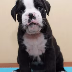 Boxer Puppies, Males, 5 Weeks Old, New York (NY)
