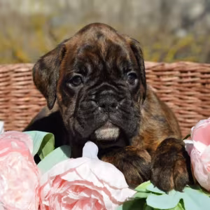 Boxer Puppies, Males, 5 Weeks Old, New York (NY)