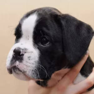 Boxer Puppies, Males, 5 Weeks Old, New York (NY)
