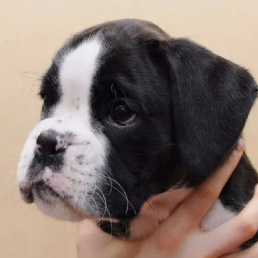 Boxer Puppies, Males, 5 Weeks Old, New York (NY)