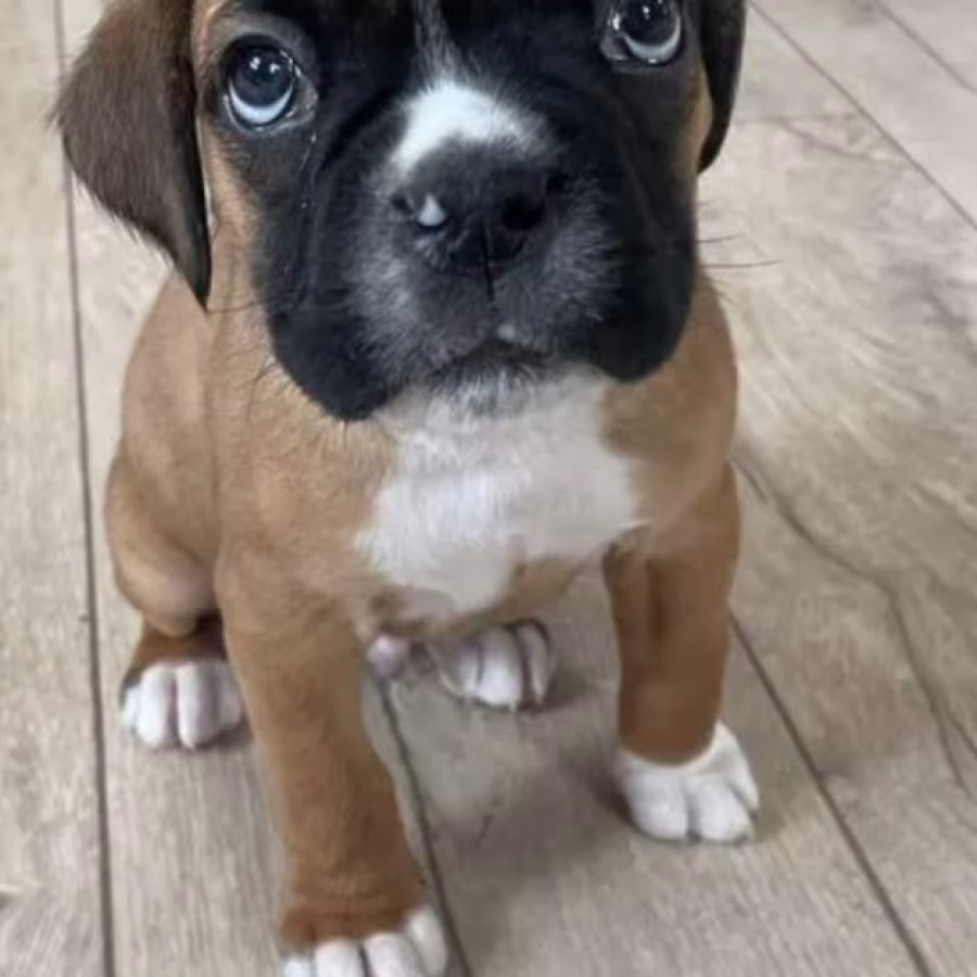 Female Boxer Puppy for Sale in Texas (TX)