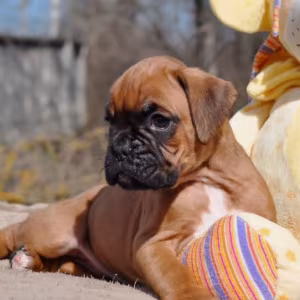 Two Male Boxer Puppies Looking for a Home in Michigan (MI)
