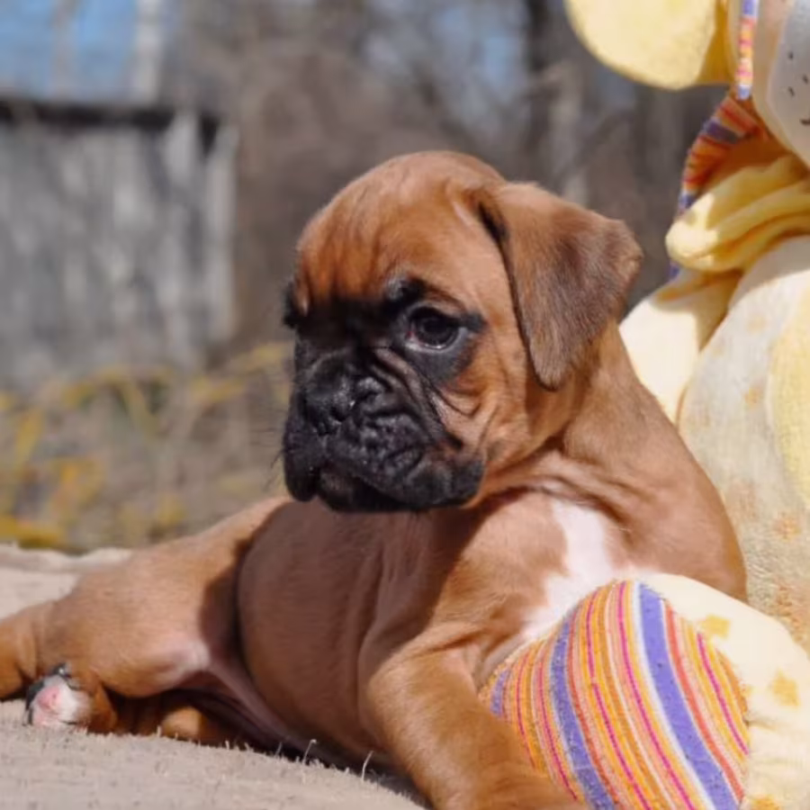 Two Male Boxer Puppies Looking for a Home in Michigan (MI)