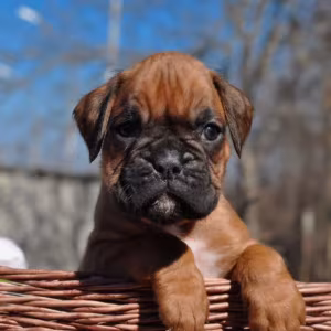 Two Male Boxer Puppies Looking for a Home in Michigan (MI)