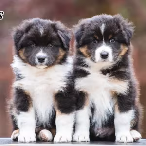 Australian Shepherd Puppies for Sale!