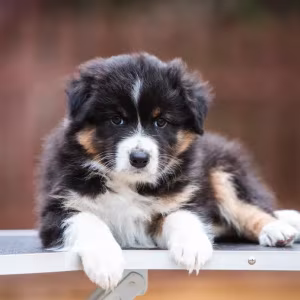 Australian Shepherd Puppies for Sale!