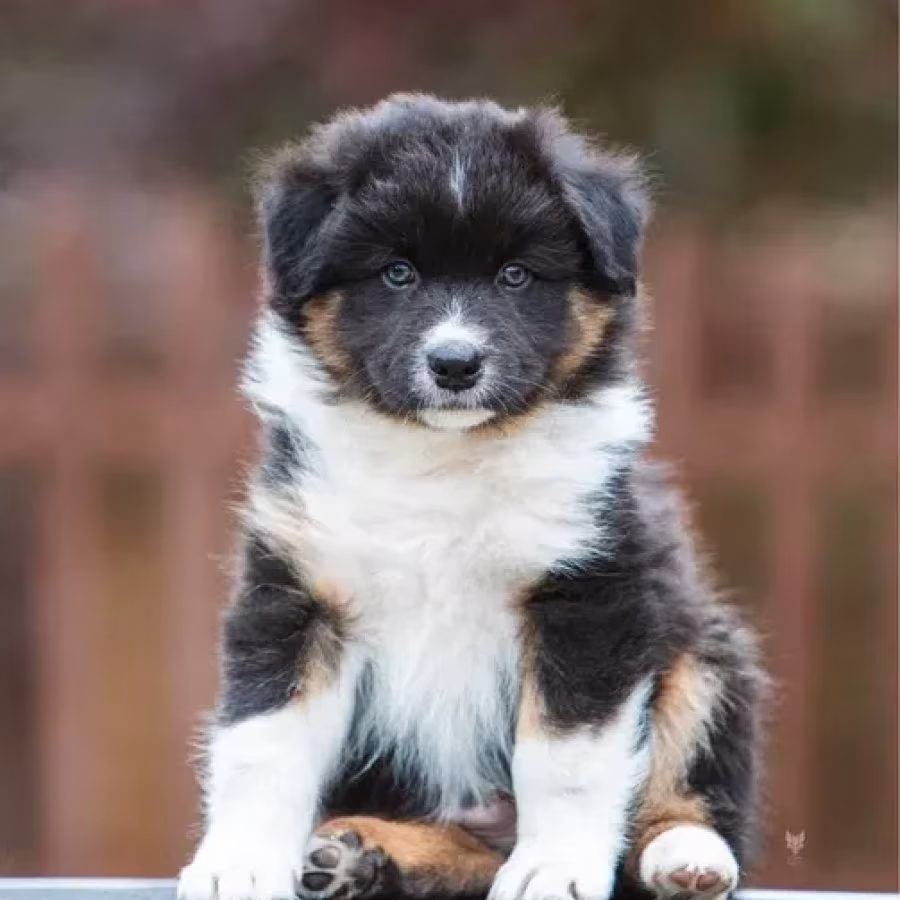 Australian Shepherd Puppies for Sale!