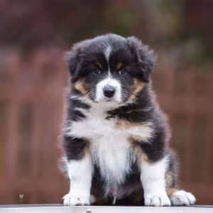 Australian Shepherd Puppies for Sale!