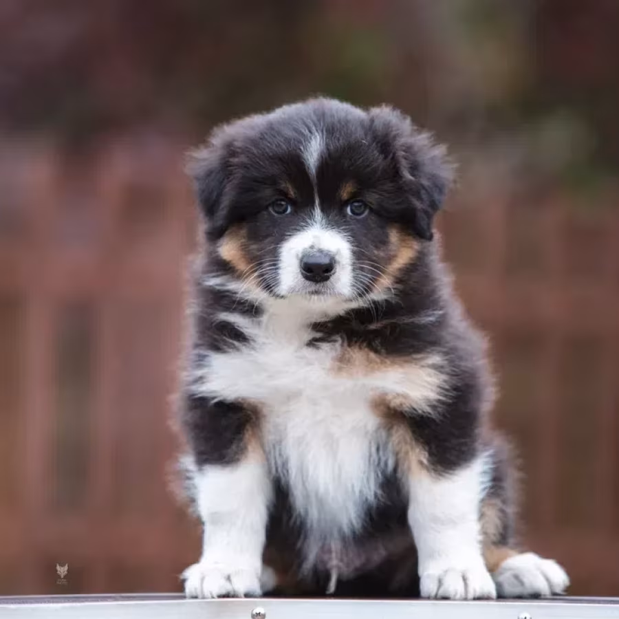 Australian Shepherd Puppies for Sale!