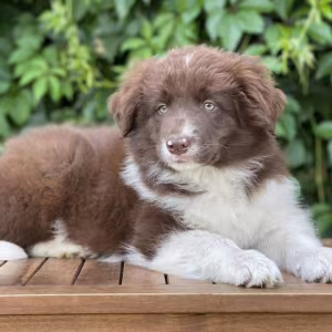 Adorable Collie Puppies for Sale in Arizona (AZ)