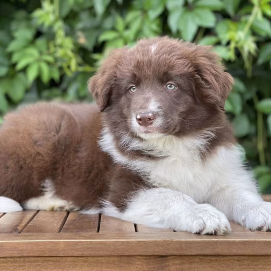 Adorable Collie Puppies for Sale in Arizona (AZ)