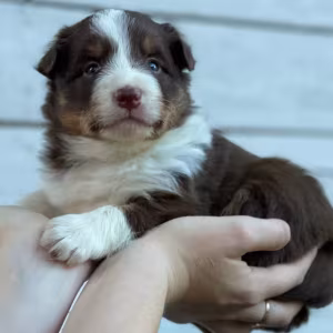 Adorable Collie Puppies for Sale in Arizona (AZ)