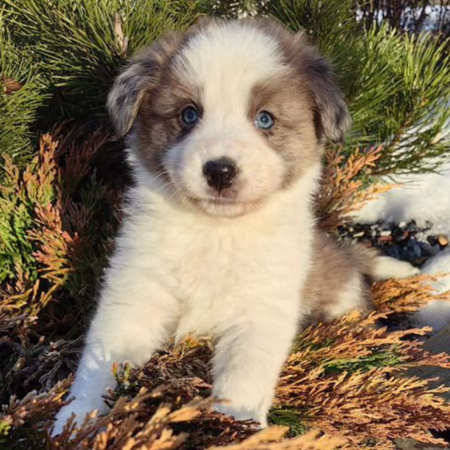Female Collie Puppy for Sale in New York (NY)
