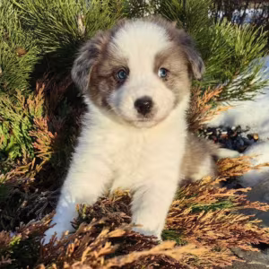 Female Collie Puppy for Sale in New York (NY)
